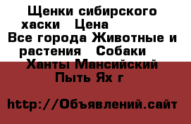 Щенки сибирского хаски › Цена ­ 12 000 - Все города Животные и растения » Собаки   . Ханты-Мансийский,Пыть-Ях г.